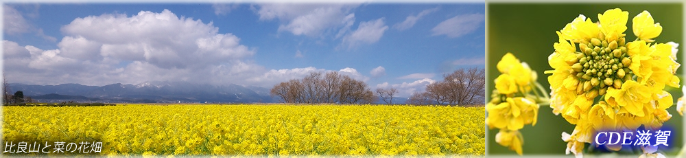 比良山と菜の花畑